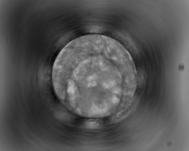 X0000103900175200810311418