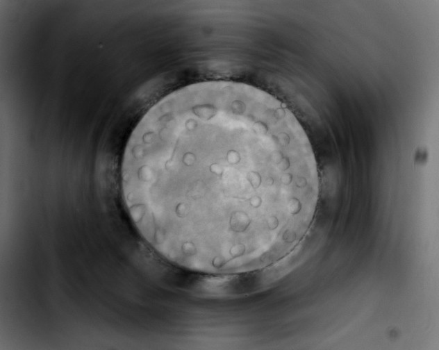 X0000103900178200810311418