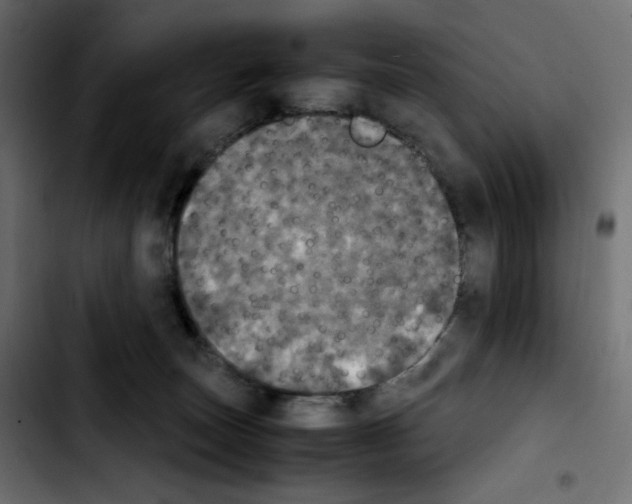 X0000103900179200810311418