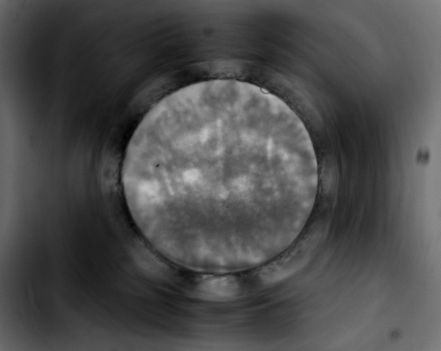 X0000103900185200810311418