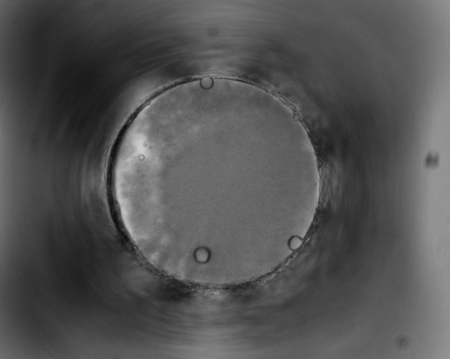 X0000103900195200810311417