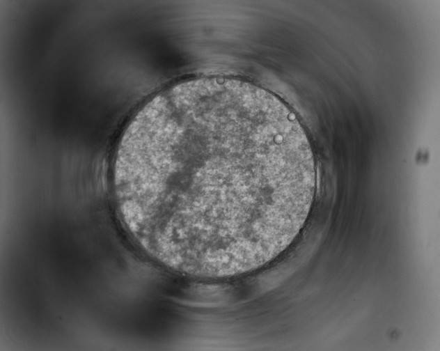 X0000103900205200810311417