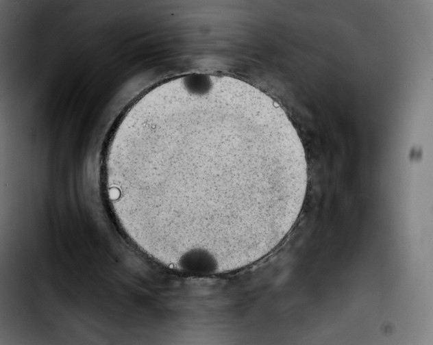 X0000103900242200810311416