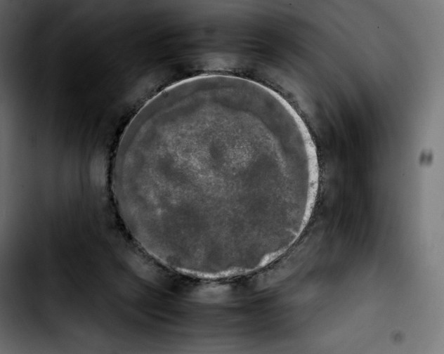 X0000103900257200810311416