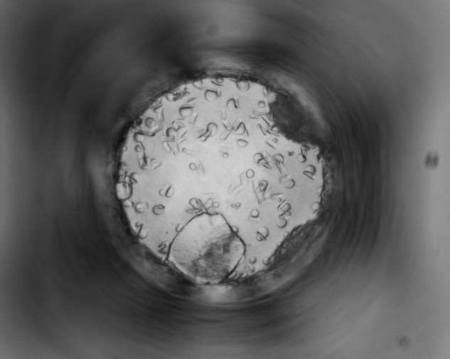 X0000103900265200810311416