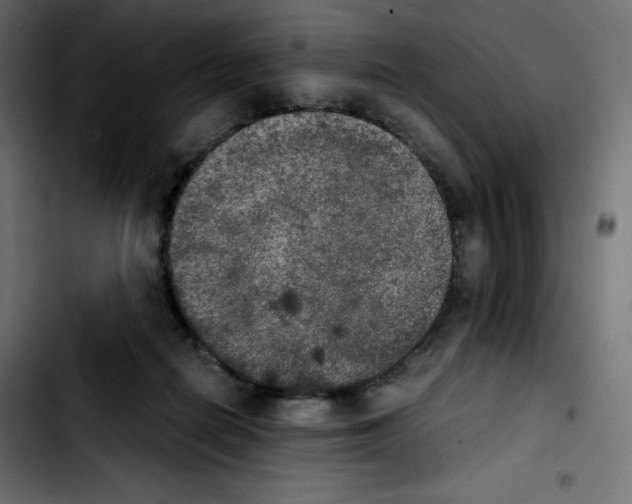 X0000103900266200810311416