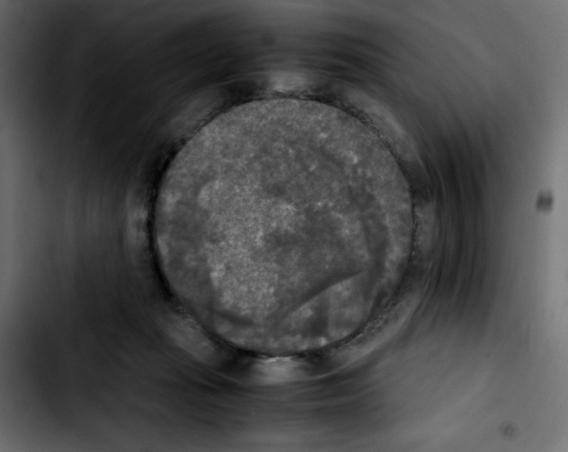 X0000103900269200810311416