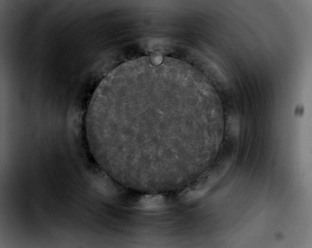 X0000103900271200810311416