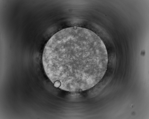 X0000103900278200810311416