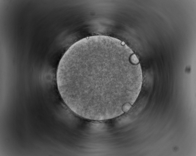 X0000103900284200810311416