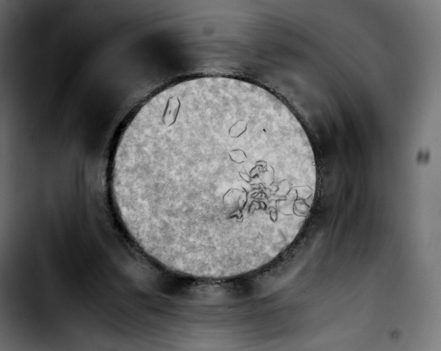 X0000103900299200810311416