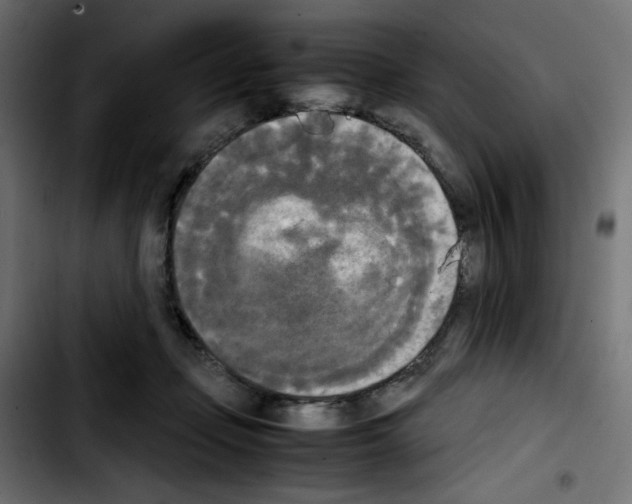 X0000103900365200810311415