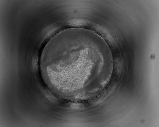 X0000103900400200810311414