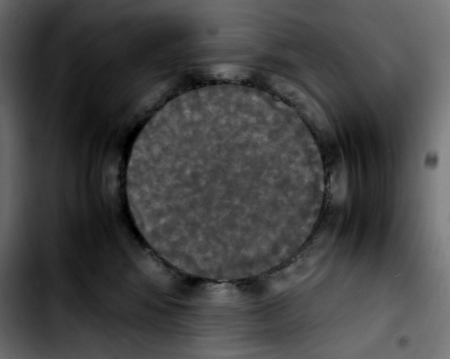 X0000103900424200810311414