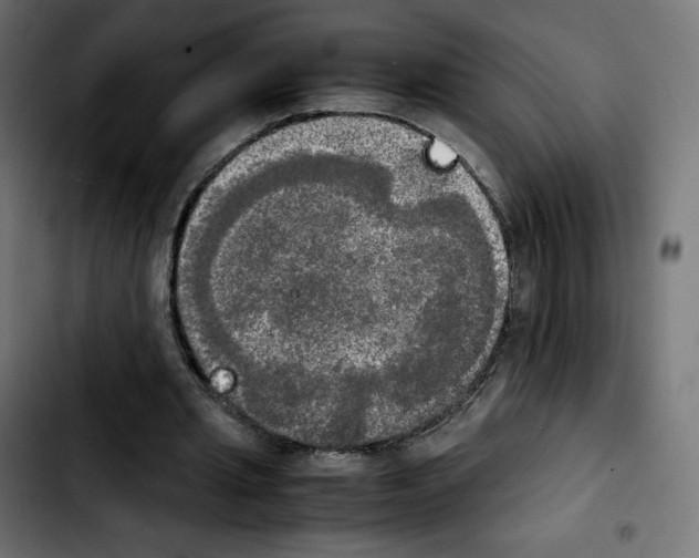 X0000103900437200810311413