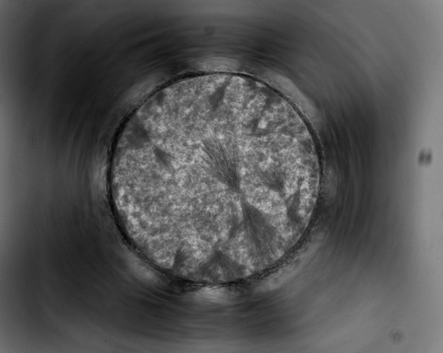 X0000103900441200810311413