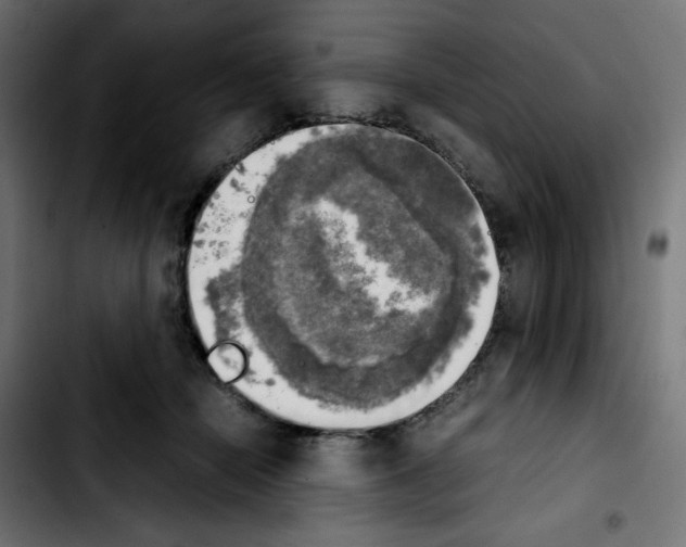 X0000103900462200810311414