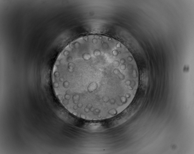 X0000103900554200810311412