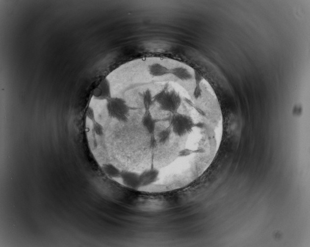 X0000103900559200810311412