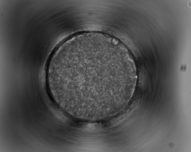 X0000103900584200810311411