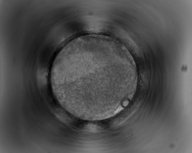 X0000103900596200810311411