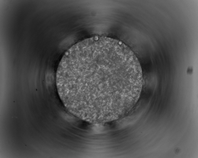 X0000103900623200810311411