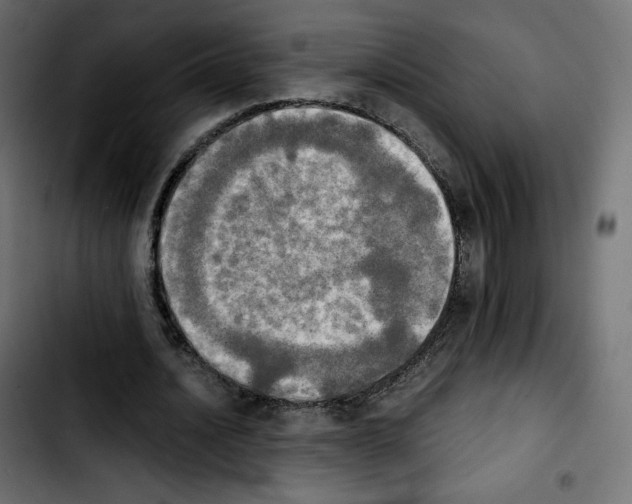 X0000103900628200810311410