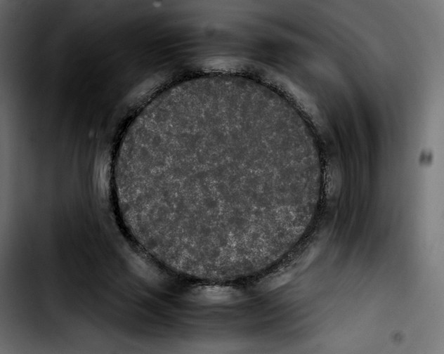 X0000103900637200810311410