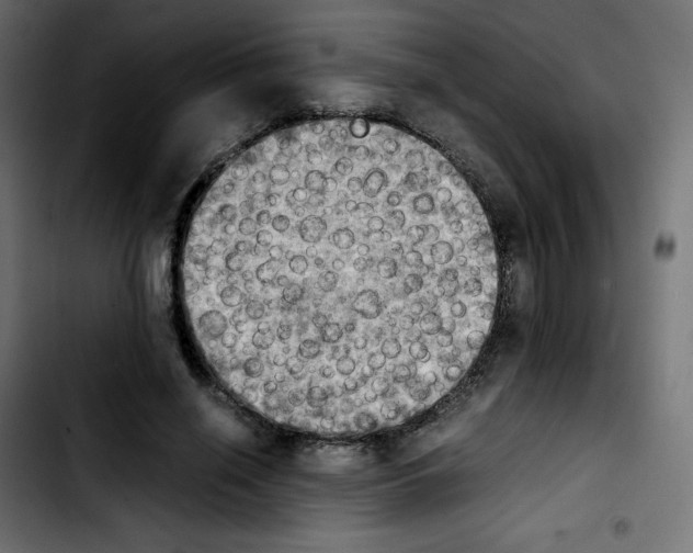 X0000103900638200810311410