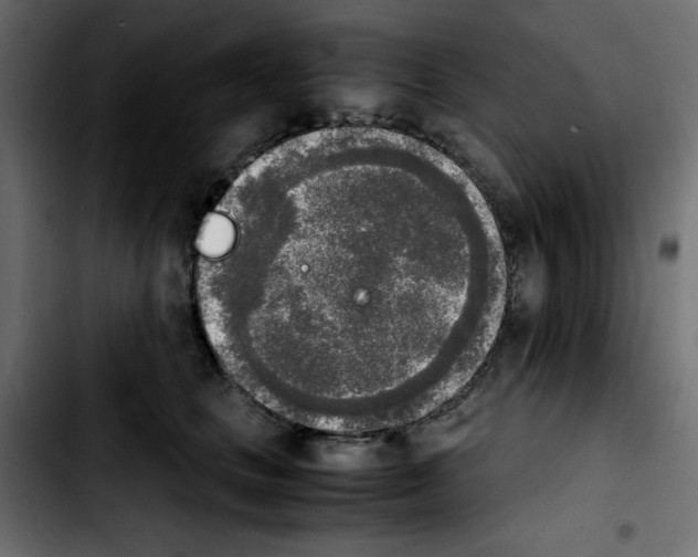 X0000103900661200810311411