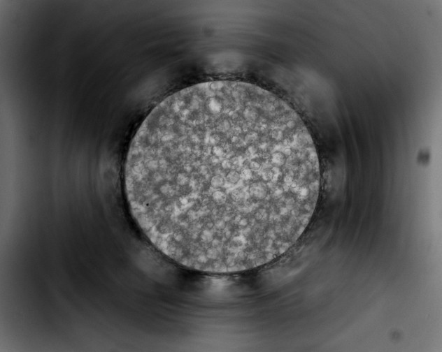 X0000103900662200810311411