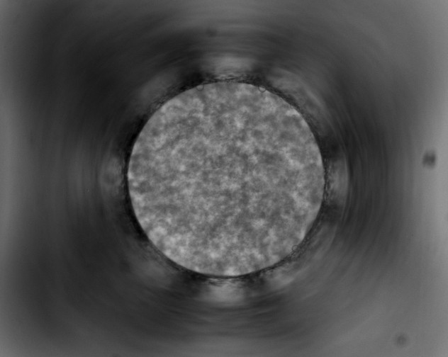 X0000103900667200810311411