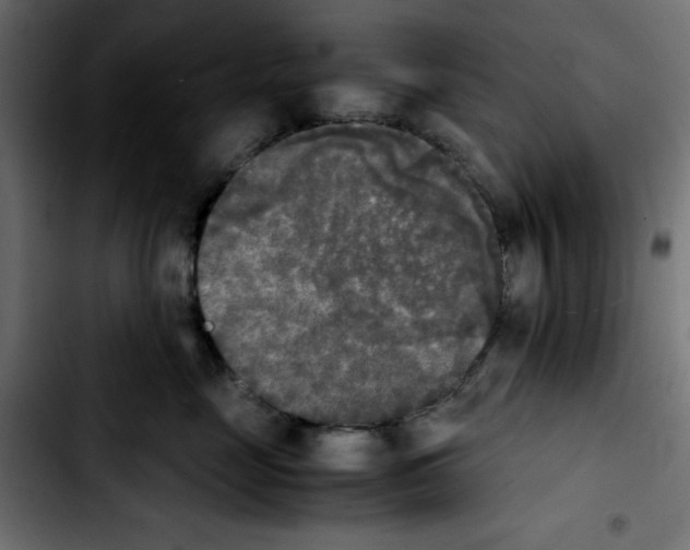 X0000103900669200810311411