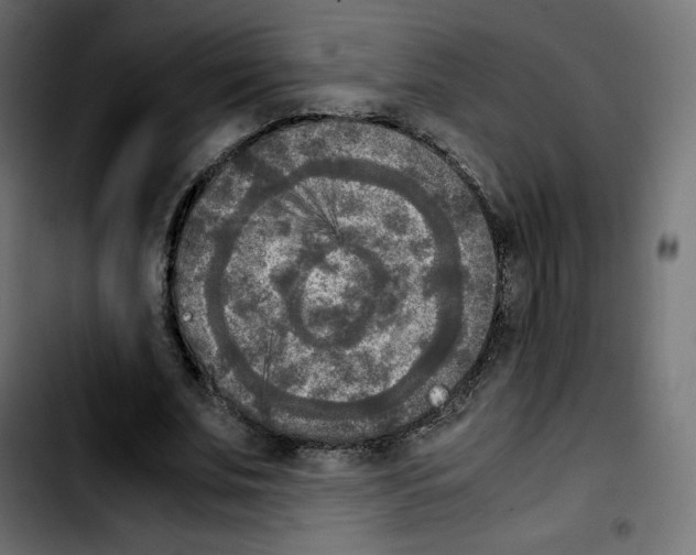 X0000103900679200810311410