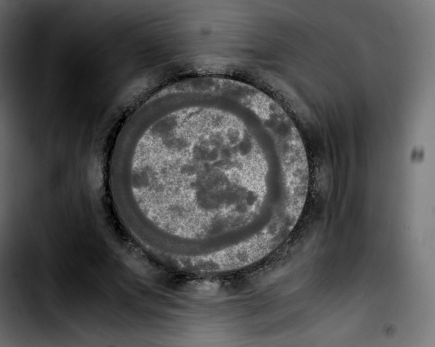 X0000103900687200810311410