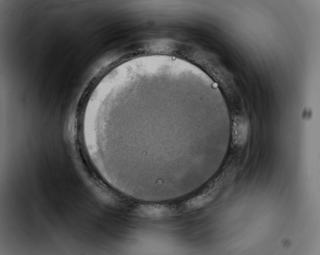 X0000103900726200810311409