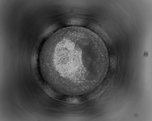 X0000103900735200810311409