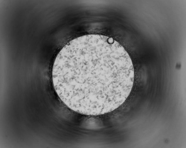 X0000103900755200810311409