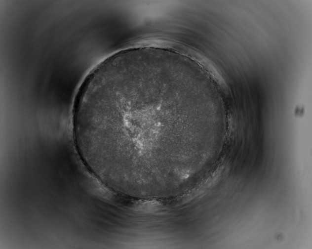 X0000103900784200810311409