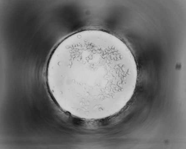 X0000103900795200810311409