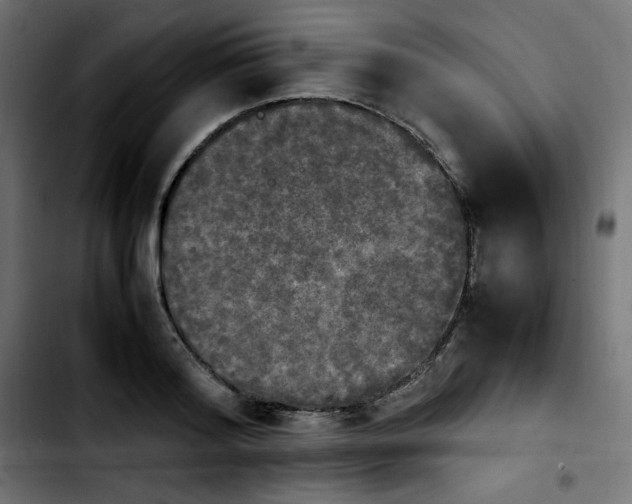 X0000103900796200810311409