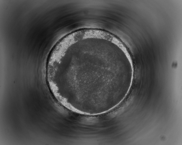 X0000103900837200810311408