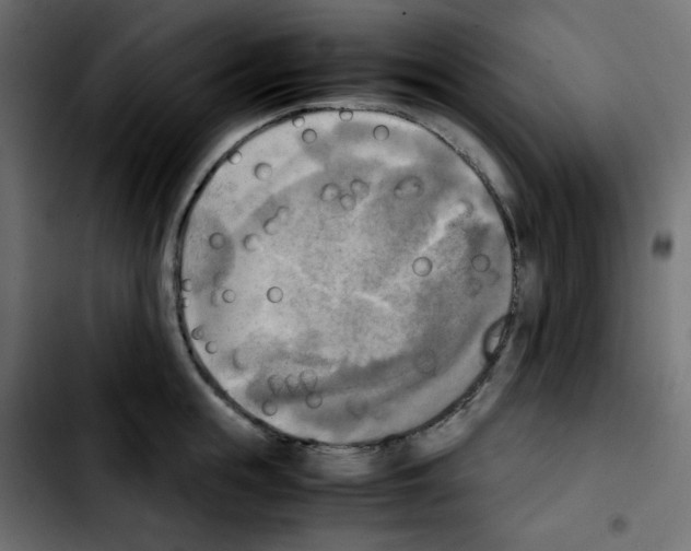 X0000103900855200810311408