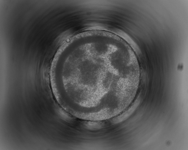 X0000103900857200810311408