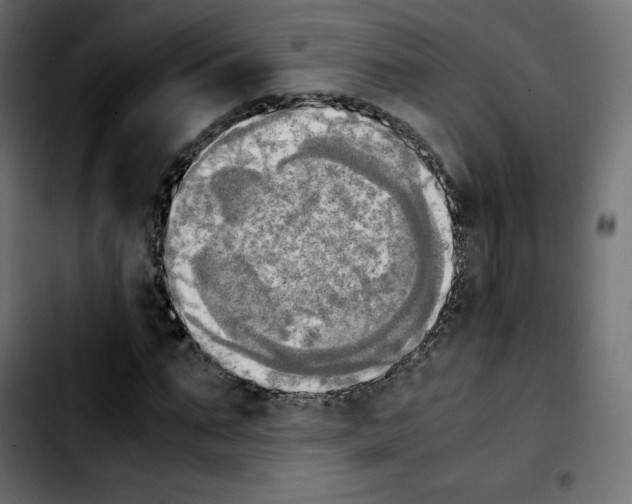 X0000103900871200810311407