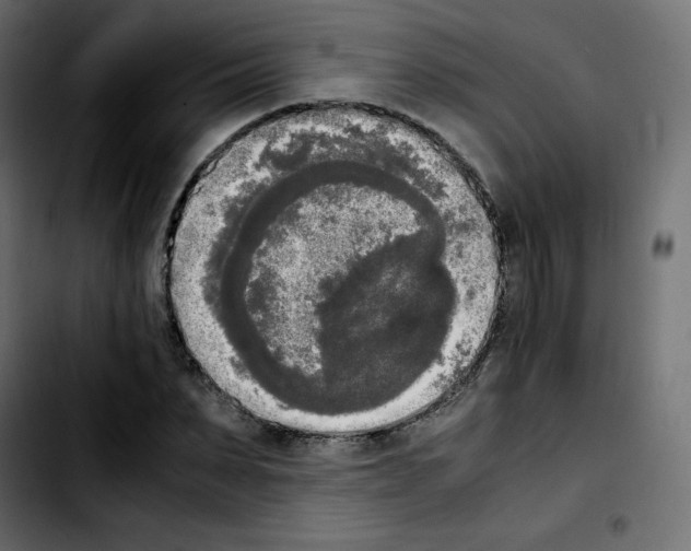 X0000103900879200810311407