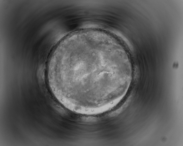 X0000103900921200810311406