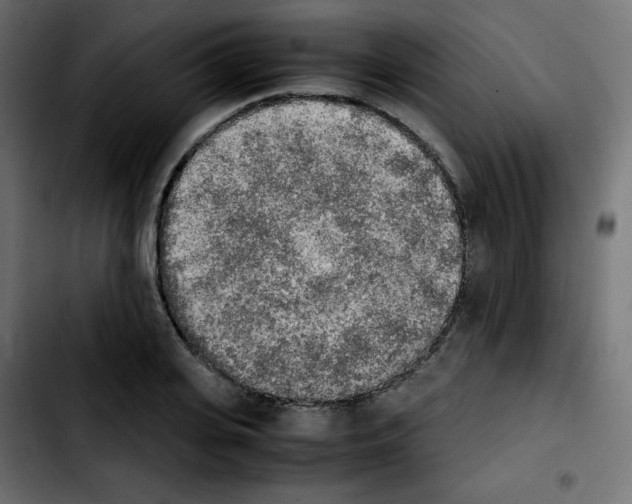 X0000103900935200810311407