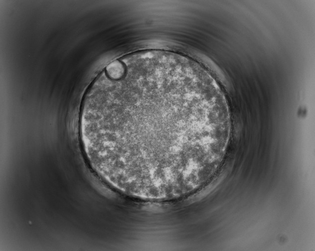 X0000103900938200810311407