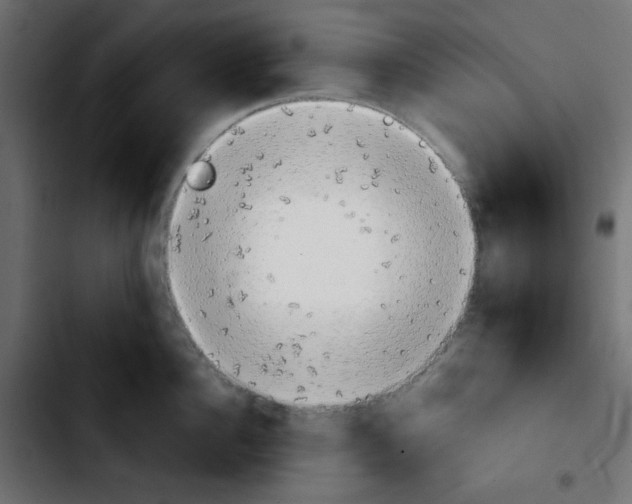 X0000103900956200810311407